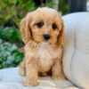 Cider Toy Cavapoo Puppy 💙