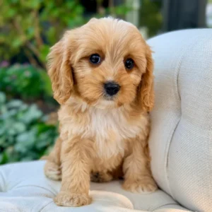 Cider Toy Cavapoo Puppy π