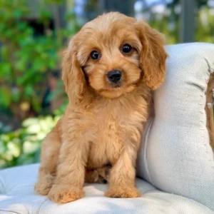 Rusty Toy Cavapoo Puppy π