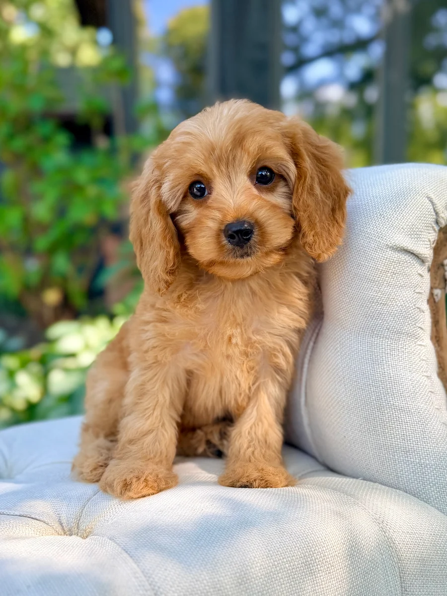 F98A7814-B75E-40D8-A8C5-D3074ABF3F46_900x Rusty Toy Cavapoo Puppy π