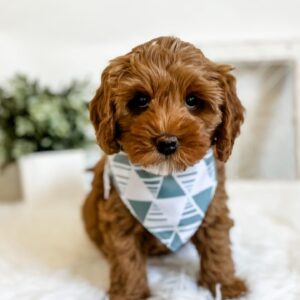 Mikko β Male Puppy