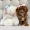 Daisy Adorable Cavapoo Puppy