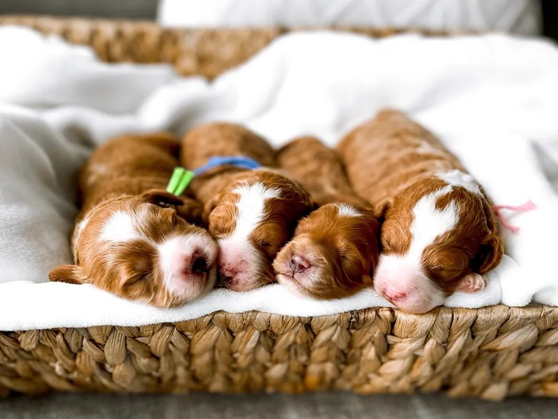 puppy application