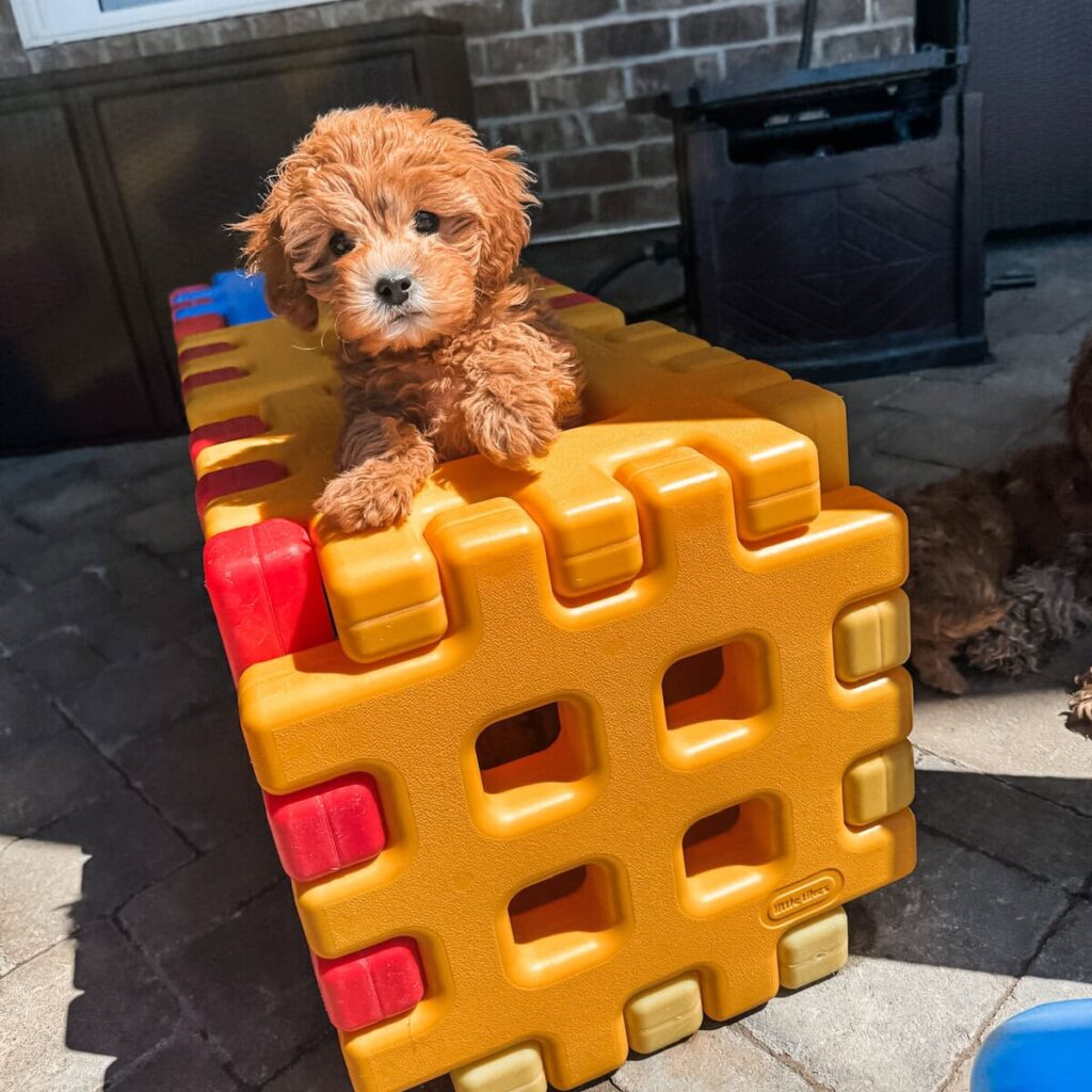Cavapoo puppy