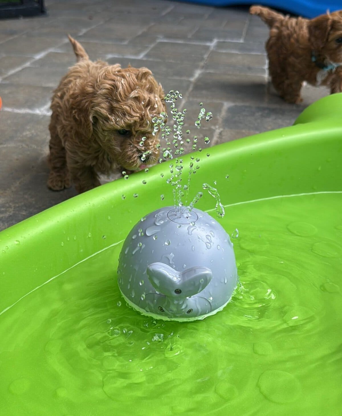sprinkler-scaled-e1778299852548